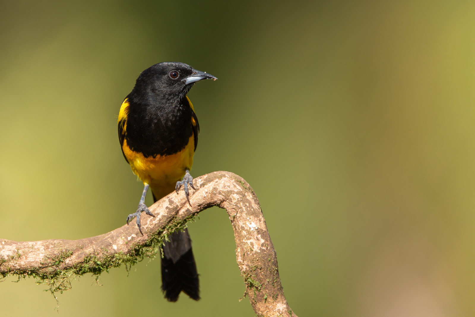 image Black-cowled Oriole
